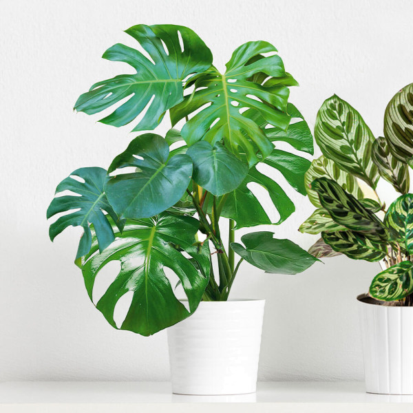 Monstera – luknjičasta rastlina