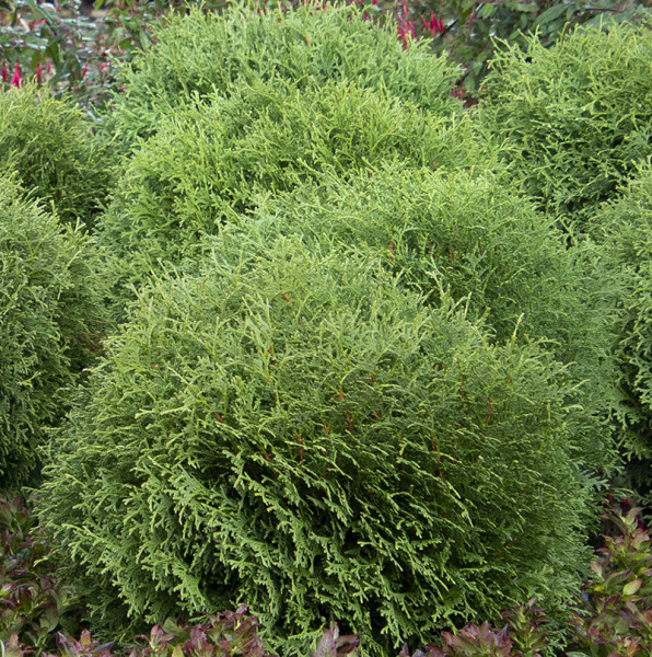 Tuja Little Giant, večja