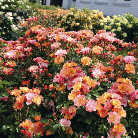 Tla pokrovna jazz vrtnica (3)