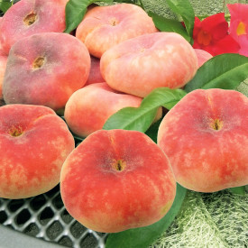 Ploščata breskev Sugar Baby z gručo korenin