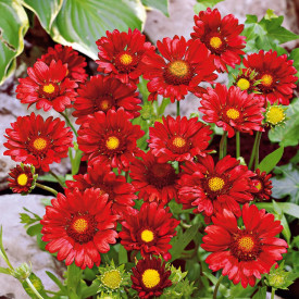 Kokardova cvet Burgunder (3)