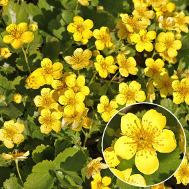 trilistna valdštajnija