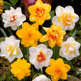 Narcisa s polnimi cvetovi (25)