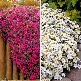 3 peščene vrvice + 3 milaste trave