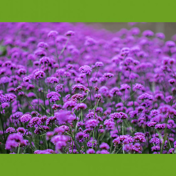 Dežnikasta verbena (3)