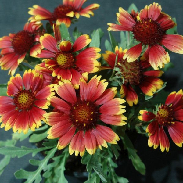 Kokardova cvet Burgunder (3)