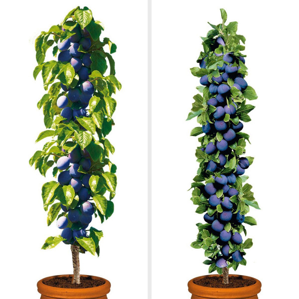 2-kolumnska sliva (Fruca+ Imperial)