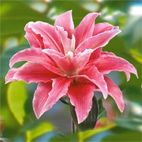 Azijska lilija Elodie (2)