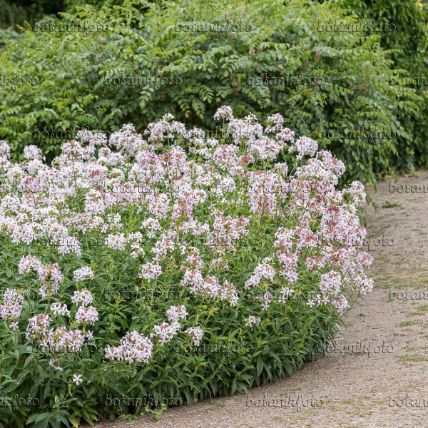 Medicinsko milo trava (3)