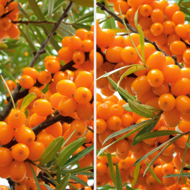 3 rakitovci (2 ženski, 1 moški opraševalec)