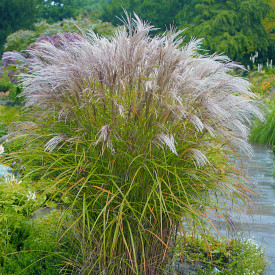 Kitajski cvetlični vrt (3)