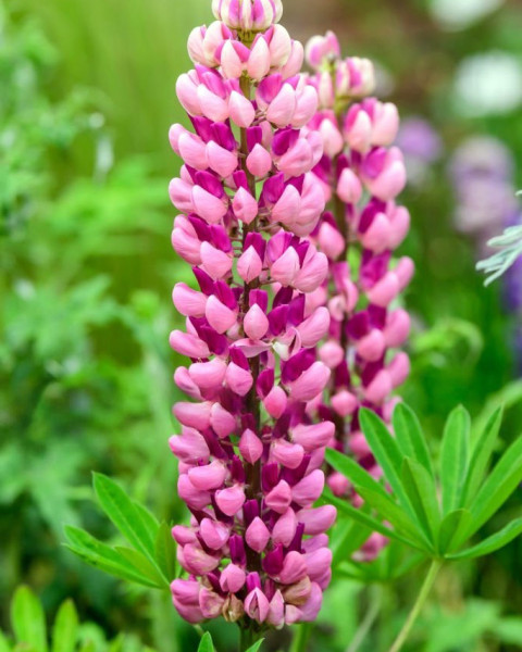 Rožnati volčji bob