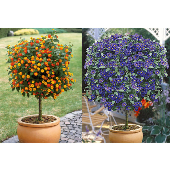 Lantana i Solanum Rantonetti modri