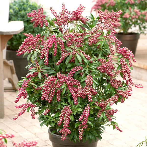 Japonska lovorika