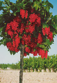 Rdeči ribez Rovada - na drevesu