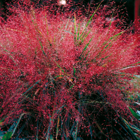 Rdeča ljubezenska trava (vrh stebla) (3)