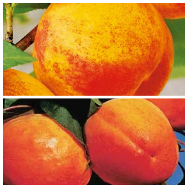 1 prvak + 1 velikan Cegled