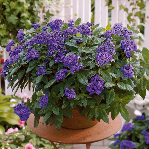 Vaníliafa Heliotrope (3)