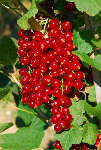 Ribez Makosta, pecelj