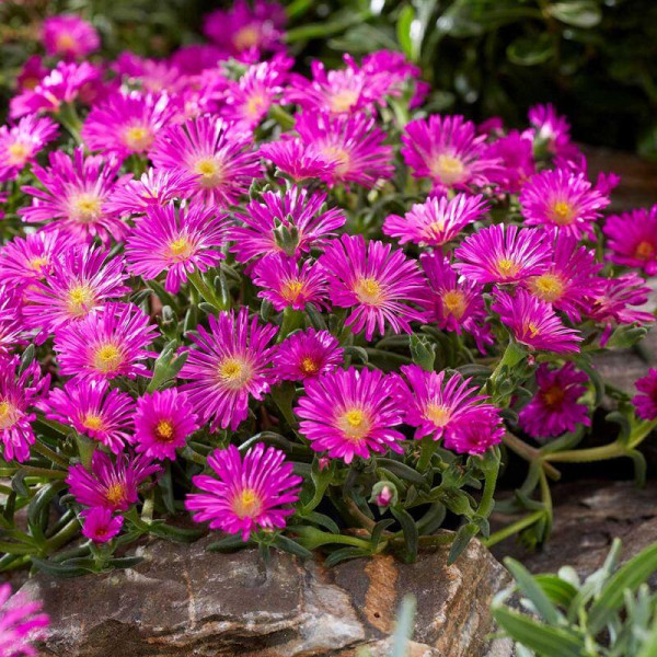 Delospermo Hot Pink Wonder (3)
