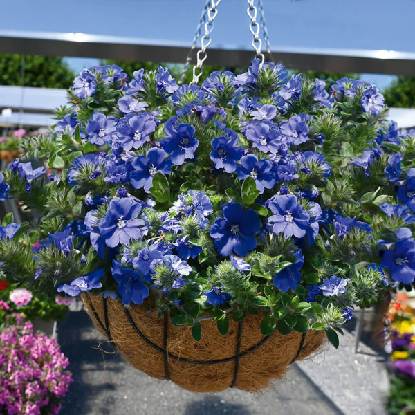 Modri Mauritius + viseča posoda