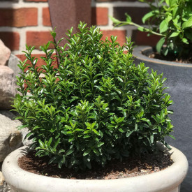 Japonski dresnik 'Green Empire' 