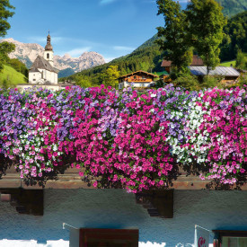 Kompozicija alpetunij 6 kosov