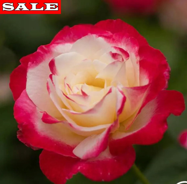 Posoda za nostalgijo