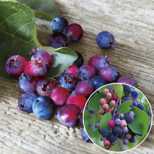 Honeysuckle deblo