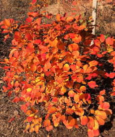 Fothergilla – velika sorta