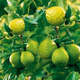 Kaffir limeta velika posoda 15 cm