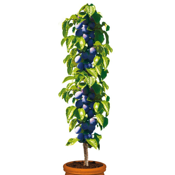 Stebrasta sliva Fruca