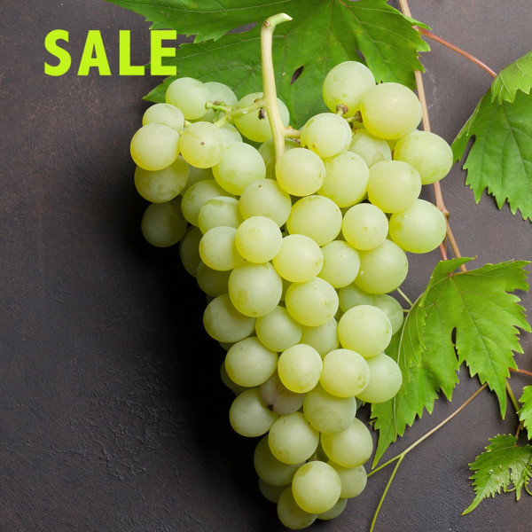 Belo jedilno grozdje brez semen Picurka
