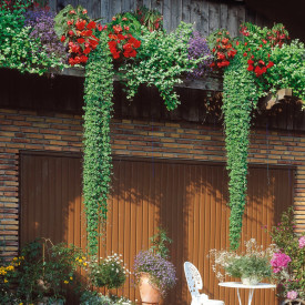 Bršljanolistna podbela 3