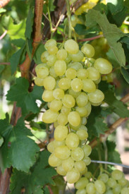 Kraljica Sabe brez peškega grozdja