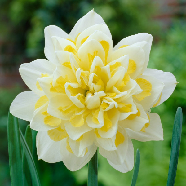 Polnokrvna narcisa 'Irene Copeland' (12)