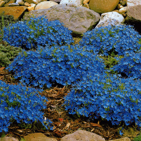 Italijanski zvonček – 3 rastline