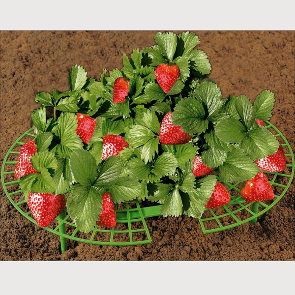 Zorenje jagod 5 kosov