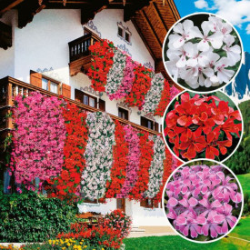 3 rdeči + 3 beli + 3 rožnati tirolski pelargonije