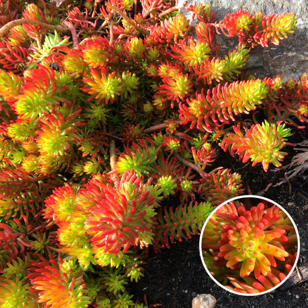 Rock Crowfish Angelina (3)