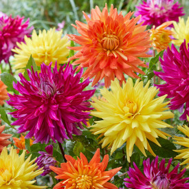 Mešanica barv Dahlia Disco Boogie Woogie