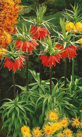 Rdeča carska kruna "Rubra" s sliko