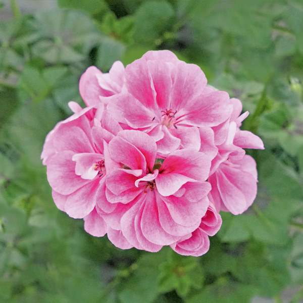 Royal Frosty Pink polviseča pelargonija