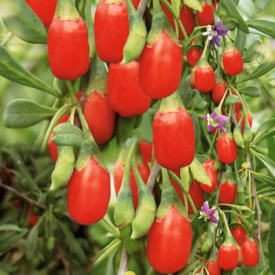 Goji jagode