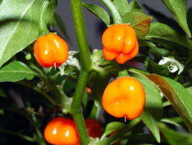 Habanero pekoča paprika, oranžna
