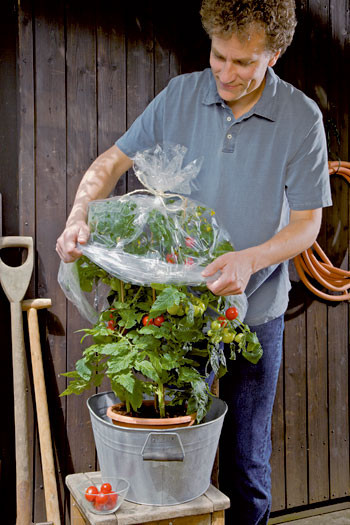 Paradižnikova odeja, perforirana