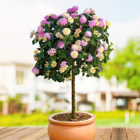 Lantana na deblu, rožnato-rumena