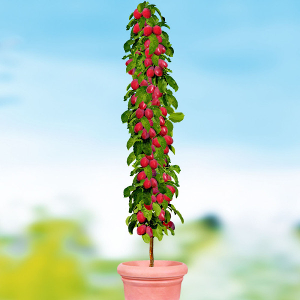 Stebričasti slivov rubin