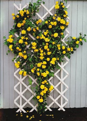 Royal Gold – rumena plezalna vrtnica