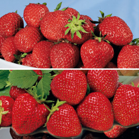 Jagoda 5 Elsanta, 5 Lambada